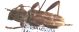Xylotrechus sp.JPG