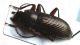 Tenebrionidae sp.JPG