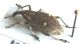 Curculionidae sp.JPG