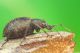 Otiorhynchus-sp.jpg