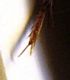 G. austriacus m partic1.JPG