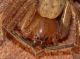 olios scopule.JPG