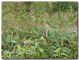 Polygonum persicaria o lapathifolium.jpg