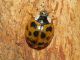 Maccarese_9-III-2012_OL005.JPG