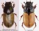 Aphodius from forum.jpg