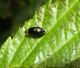 Gastrophysa polygoni Val Amola TN 19-08-10 1290b.jpg