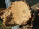 Juglans 3.JPG