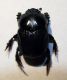 scarabeo.jpg