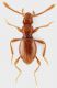 Pselaphino_Manziana_12-III-2012_1,4mm_grey.jpg