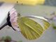 Pieris_rapae_adulto_maschio.jpg