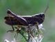 Chorthippus sp. 2.jpg