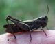 Chorthippus sp. 4.jpg
