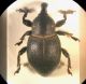 Curculionidae 2.jpg