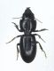Carabidae 018mod.jpg