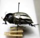Sternodes caspicus 02.jpg