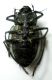 Sternodes caspicus 03.jpg