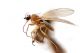 mosca-tt_2012-03-18-20.55.jpg