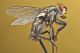 mosca2_1024.jpg