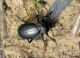 Carabus impressus camelita_2.jpg