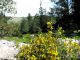 Forest._2  Kiryat Ata 17.03.2012.jpg