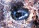 Margarinotus 17.03.2012 K, Ata.jpg