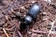 Ditomus calydonius. Female 17.03.2012 K. Ata.jpg