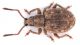 Peritelino-orizz-Web.jpg