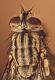 mosca5_1024.jpg