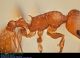 formica2_1024-sc.jpg