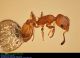 formica3_1024-sc.jpg