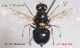 Oxycera leonina F n° 4819 - Forum.jpg