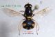 Oxycera rara (= pulchella)  F n° 3527 - Forum.jpg