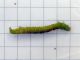 Cabera_pusaria_larva.jpg