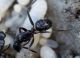 camponotus 2.JPG