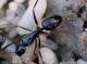 camponotus 1.JPG