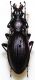 Carabus (Megodontus) purpurascens Fabricius, 1787.JPG