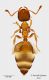 pygmea.jpg