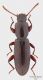 Belopus elongatus.jpg