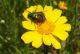 Glaphyridae. Palestinian Territories 24.03.2012.jpg