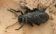 Meloidae. Dead Sea. Qumran 24.03.2012.jpg