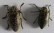 Julodis syriaca Arava. 23.03.2012.jpg