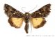 syngrapha_ain_425.jpg