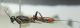 DSCN9094 - Copia.JPG