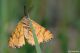 DSC_8777pbase.jpg