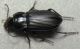 DSCN9011 - Copia.JPG