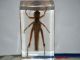Acrididae.JPG