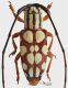 murosternum pulchellum-v.JPG