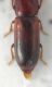 Corticeus_3a.jpg