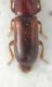 Corticeus_3b.jpg