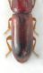 Corticeus_3c.jpg